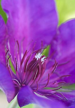 位圖 植物攝影 花卉 花朵 免費(fèi)素材
