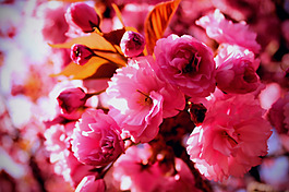 位圖 植物攝影 花卉 花朵 免費(fèi)素材