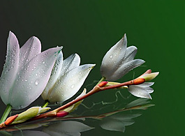 位圖 植物攝影 花卉 花朵 免費素材