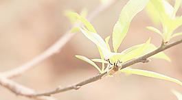 蜜蜂圖片