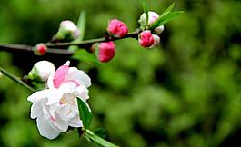 桃花圖片