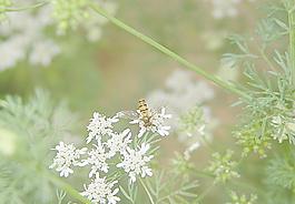 蜜蜂圖片