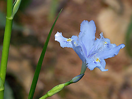 位圖 植物攝影 花卉 花朵 免費素材