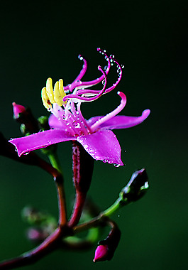 位圖 植物攝影 花卉 花朵 免費素材
