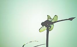 蜻蜓圖片