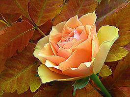 位圖 植物攝影 花卉 花朵 免費素材