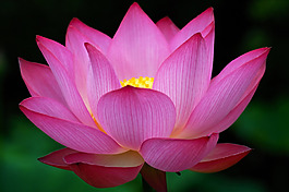 位圖 植物攝影 花卉 花朵 免費(fèi)素材