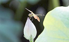 蜻蜓圖片