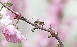 小蜜蜂圖片