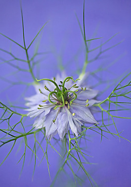 位圖 植物攝影 花卉 花朵 免費(fèi)素材