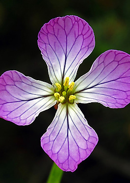 位圖 植物攝影 花卉 花朵 免費(fèi)素材