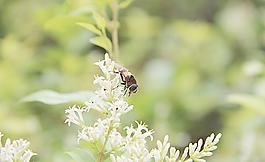 勤勞小蜜蜂圖片