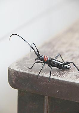 天牛圖片