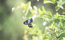 蝶戀花圖片
