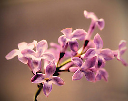 位圖 植物攝影 花卉 花朵 免費素材