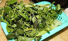 蔬菜 青菜圖片