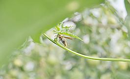 蜜蜂圖片
