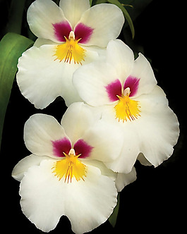 位圖 植物攝影 花卉 花朵 免費(fèi)素材