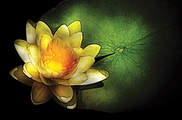 位圖 植物攝影 花卉 花朵 免費(fèi)素材