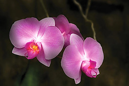 位圖 植物攝影 花卉 花朵 免費素材