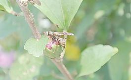 蜜蜂圖片