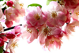 位圖 植物攝影 花卉 花朵 免費(fèi)素材