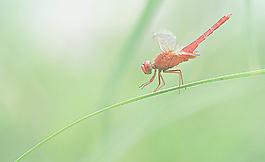 蜻蜓圖片