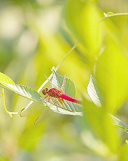 蜻蜓圖片