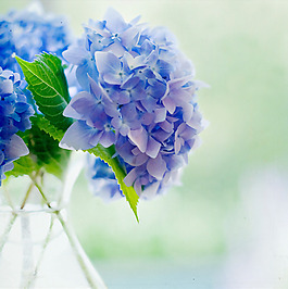 位圖 植物攝影 花卉 花朵 免費(fèi)素材
