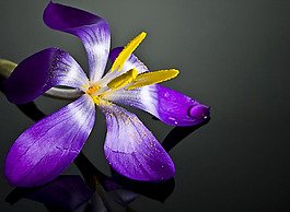 位圖 植物攝影 花卉 花朵 免費(fèi)素材