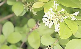 蜜蜂圖片