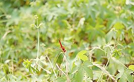 蜻蜓圖片