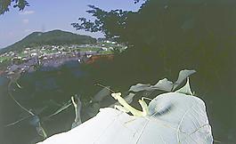 蝗虫图片