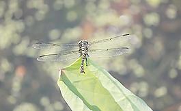 蜻蜓圖片