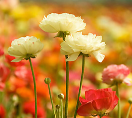 位圖 植物攝影 花卉 花朵 免費(fèi)素材