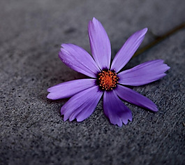 位圖 植物攝影 花卉 花朵 免費素材