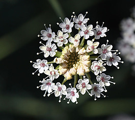 位圖 植物攝影 花卉 花朵 免費(fèi)素材