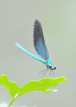 蜻蜓圖片