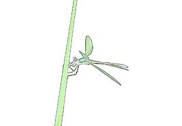 蜻蜓圖片
