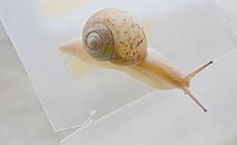 蝸牛圖片