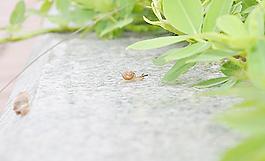 蜗牛图片