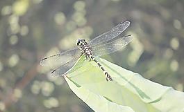 蜻蜓圖片