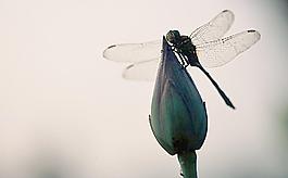 蜻蜓圖片