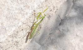蚱蜢图片