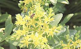蜜蜂圖片
