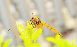 蜻蜓飛圖片