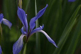 位圖 植物攝影 花卉 花朵 免費素材