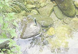 蜻蜓圖片