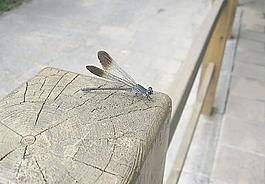 藍(lán)色蜻蜓圖片