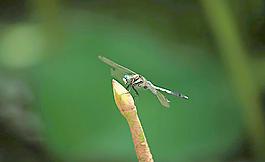 蜻蜓圖片